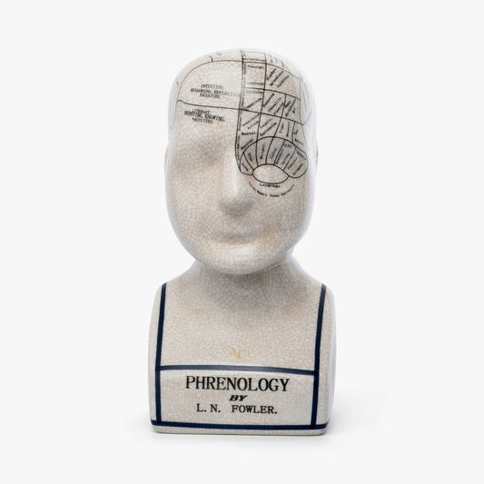 Phrenology Head 23 CMs