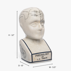 Phrenology Head 28 CMs